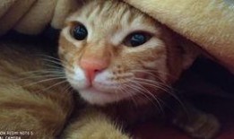 吃瓜橘猫的日常,喵星人的欢乐时光